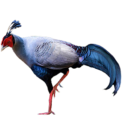 Siamese Fireback