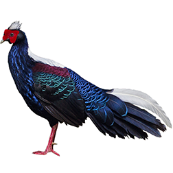 Swinhoe's Pheasant