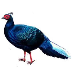 Vietnamese Pheasant