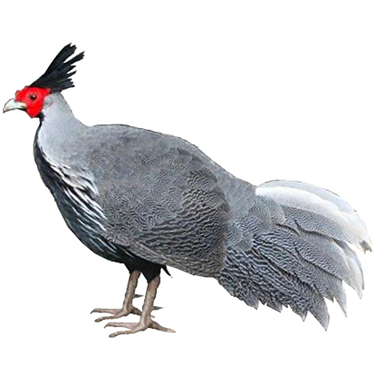 Kalij pheasant breeds