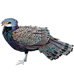 Bornean Peacock-pheasant