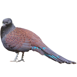 Bronze-tailed Peacock-pheasant