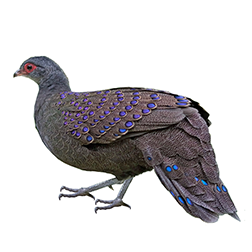 Germain's Peacock-pheasant