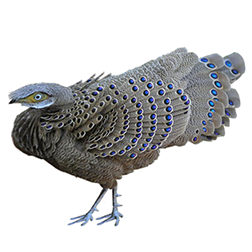Grey Peacock-pheasant