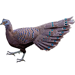 Hainan Peacock-pheasant