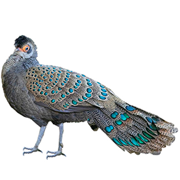 Malayan Peacock-pheasant