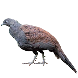 Mountain Peacock-pheasant