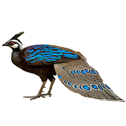 Palawan Peacock-Pheasant