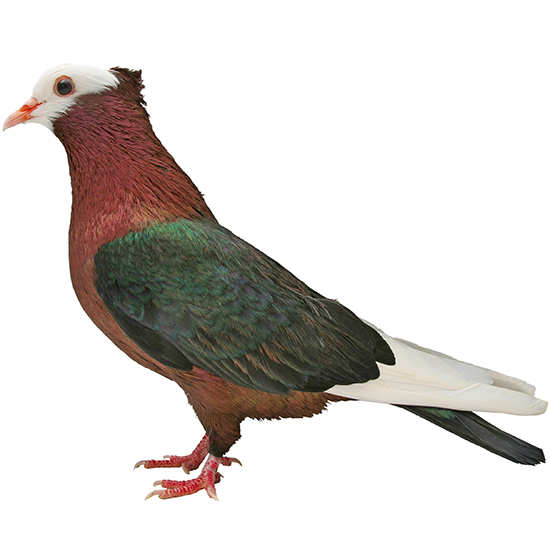 Colour Pigeons
