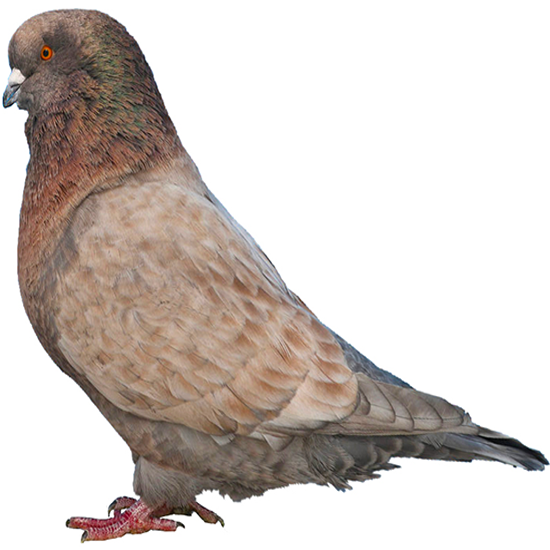 Utility Pigeons