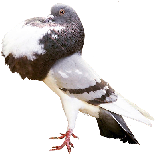 Pouter and Copper Pigeons