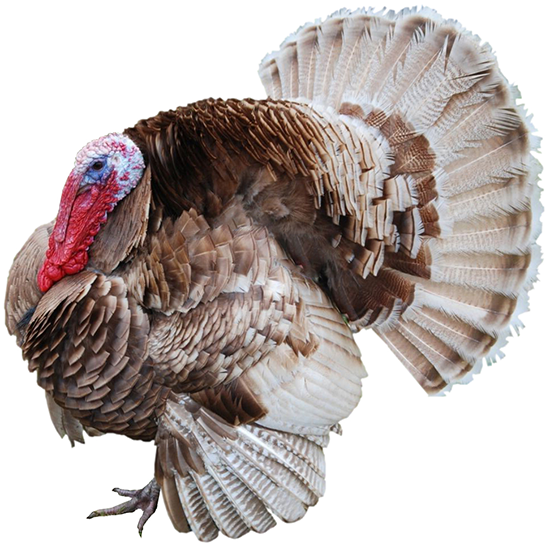 Auburn Turkey