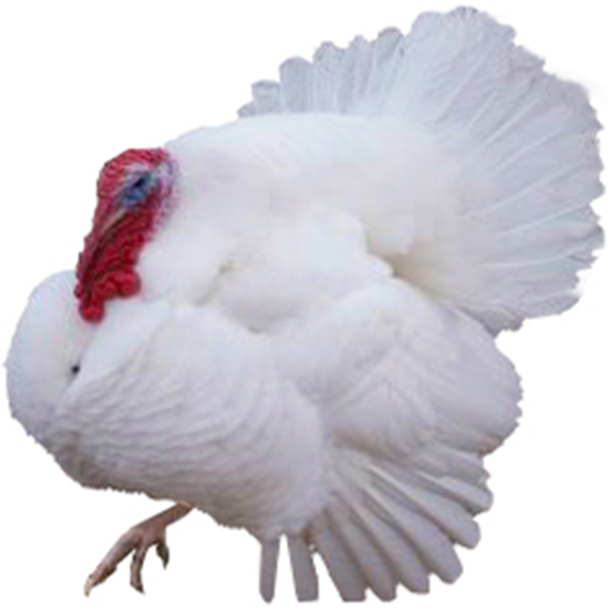Beltsville Small White Turkey
