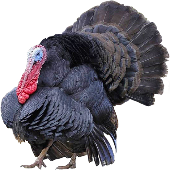 Black Spanish Turkey