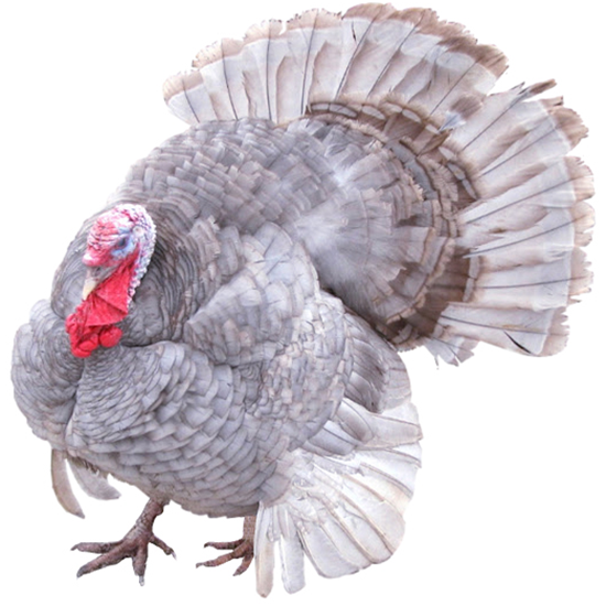 Blue Slate Turkey