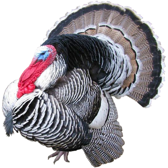 Narragansett Turkey