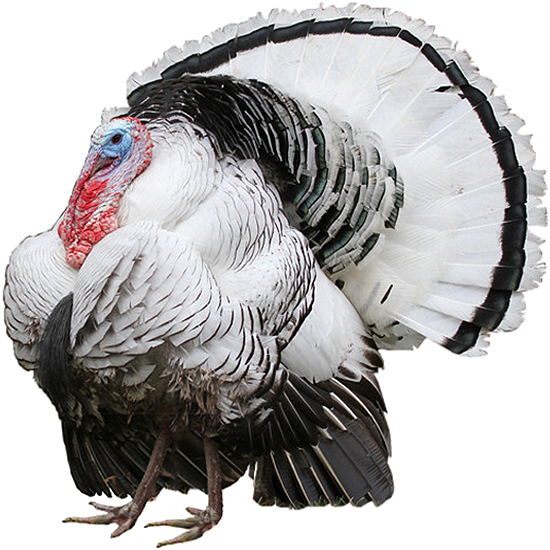 Royal Palm Turkey