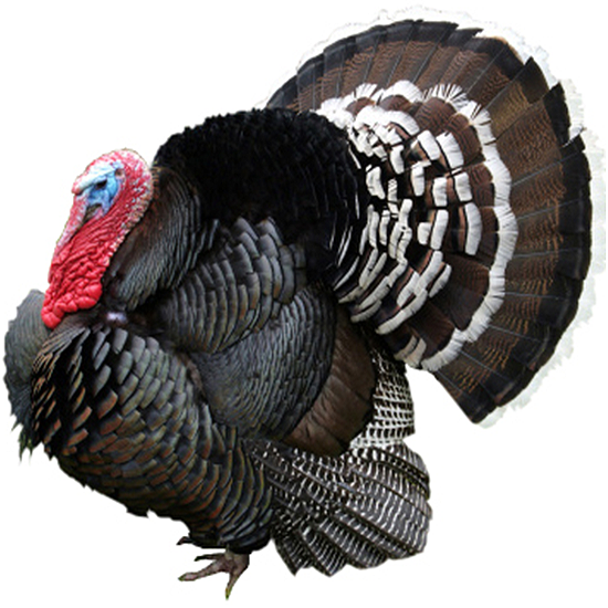 Standard Bronze Turkey
