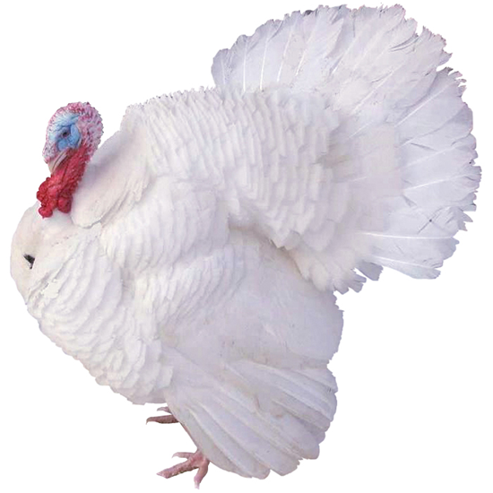White Holland Turkey