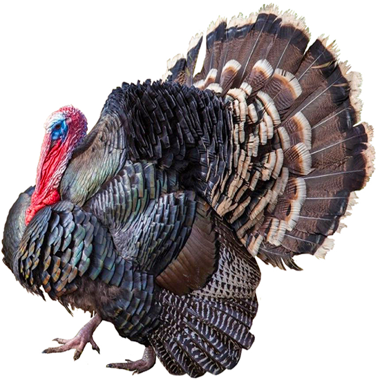 Broad Breasted Turkeys