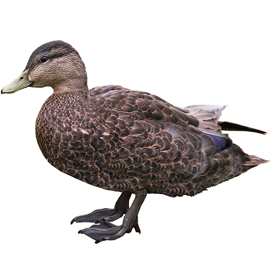 American Black Duck