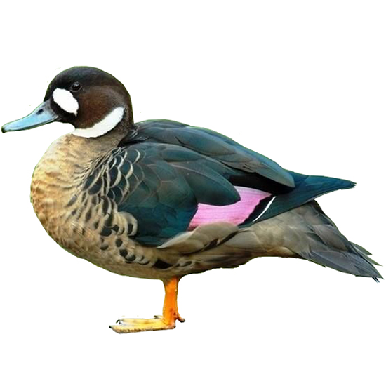 Bronze-winged Duck