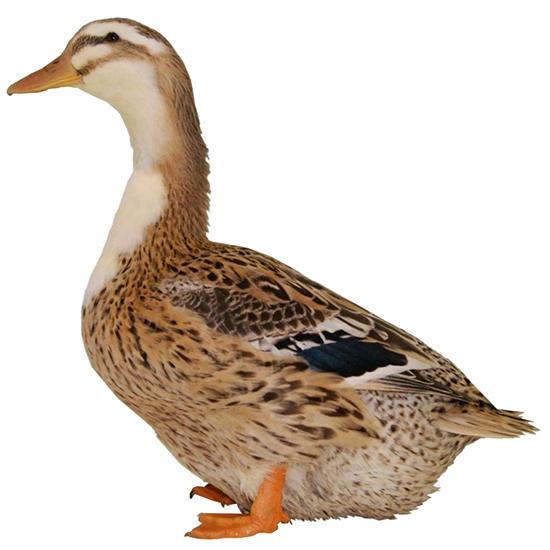 Canard De Challans Duck