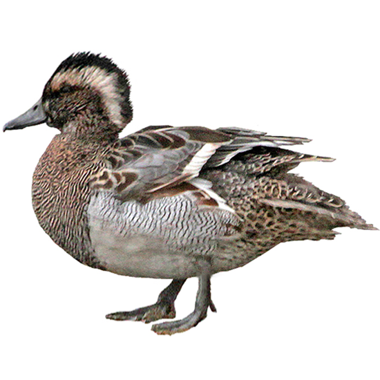 Garganey Duck