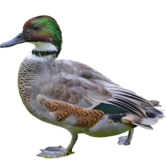 Mareca Duck