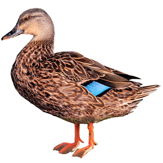 Mottled Duck