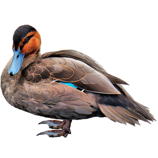 Phillippine Duck