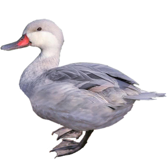 Silver Bahama Duck