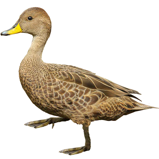South Georgia Yellow-billed Duck