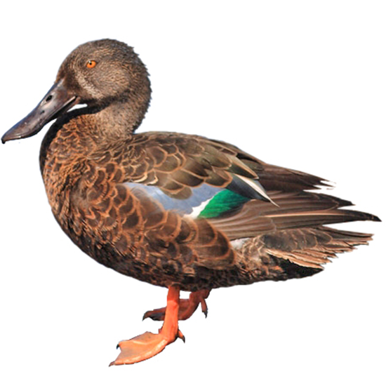 Australasian-shoveler