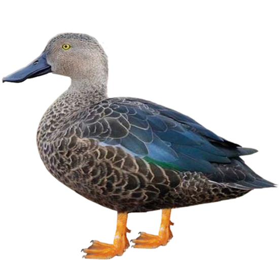 Cape Shoveler Duck