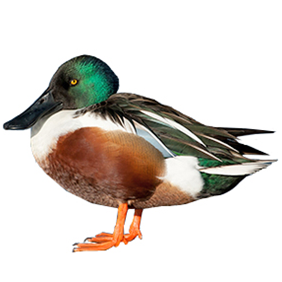 Northern Shoveler