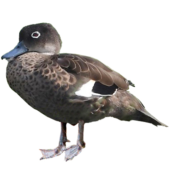 Andaman Teal Duck