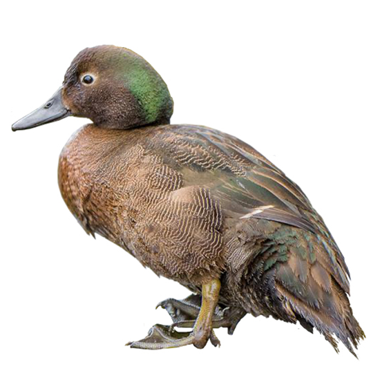 Auckland Teal Duck