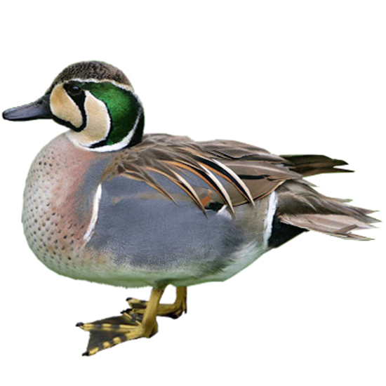 Baikal Teal Duck