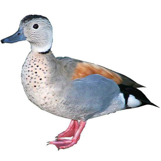 Blonde Ring Teal Duck