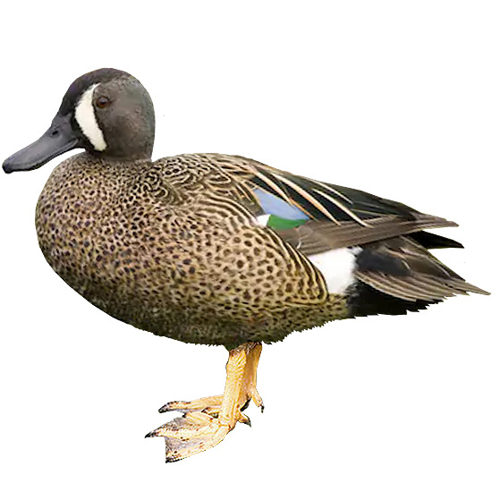 Blue-Winged Teal Duck