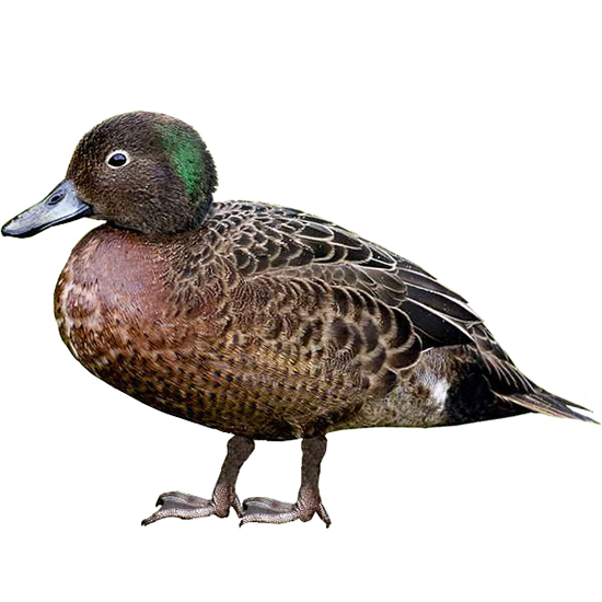 Brown Teal Duck