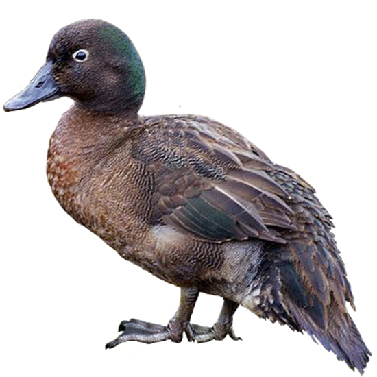 Campbell Teal Duck