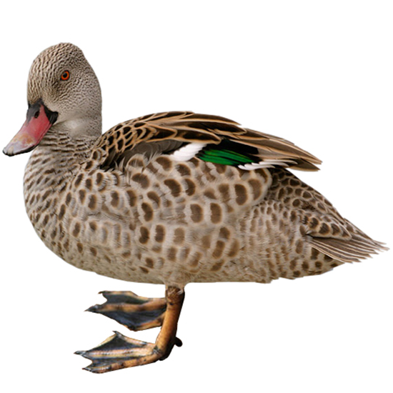 Cape Teal Duck