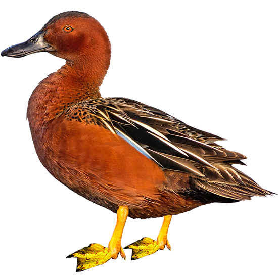 Cinnamon Teal Duck