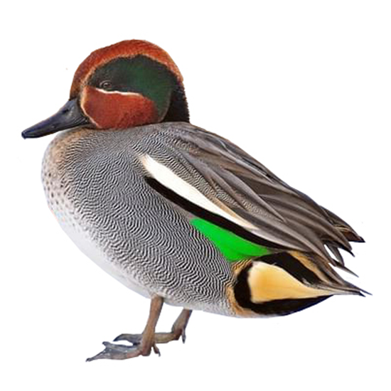 Eurasian Green-winged Teal Duck