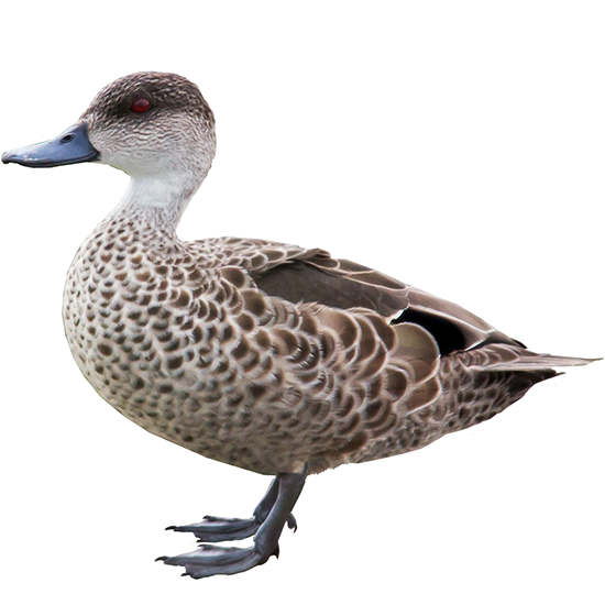 Grey Teal Duck