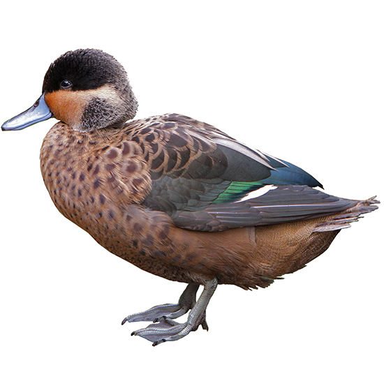 Hottentot Teal Duck