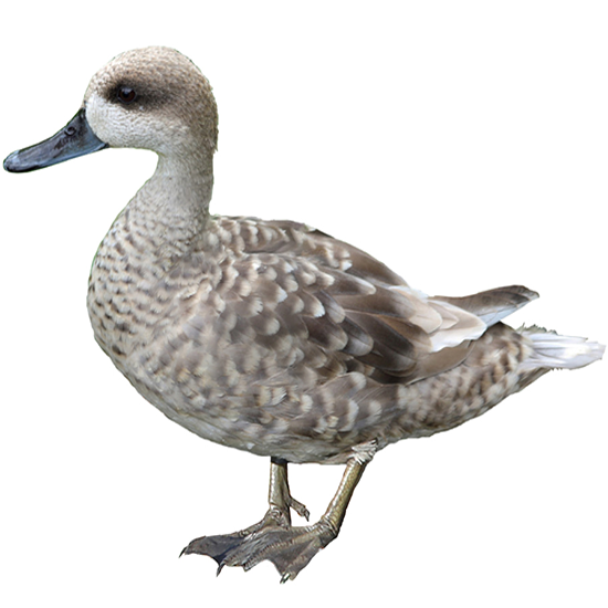 Marbled Teal Duck