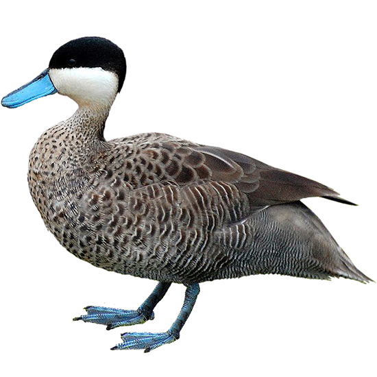 Puna Teal Duck